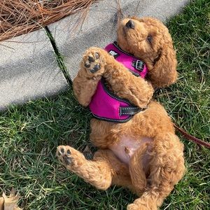 Meet your Posher, Jamie